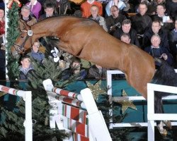 stallion Laconic (Oldenburg show jumper, 2008, from Lordanos)