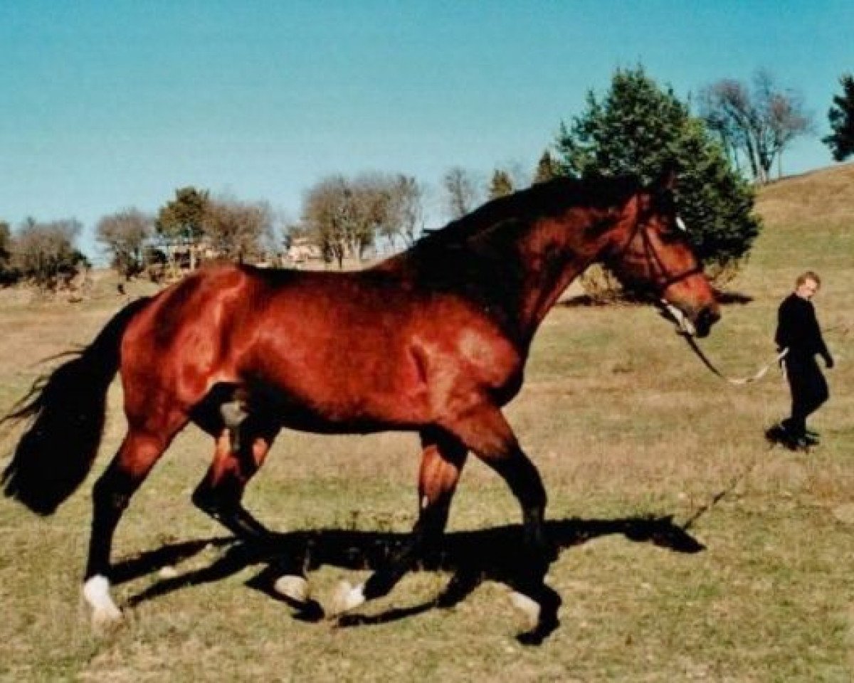 stallion Vico (KWPN (Royal Dutch Sporthorse), 1979, from Alme)