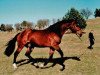 stallion Vico (Royal Warmblood Studbook of the Netherlands (KWPN), 1979, from Almé)