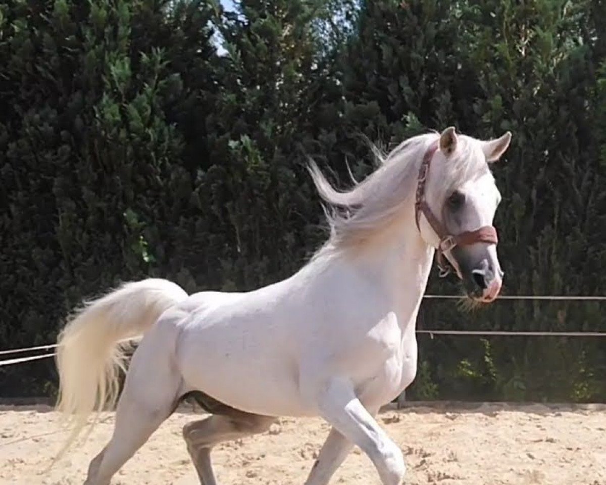 stallion TAREM IBN KAMSIN ox (Arabian purebred, 2006, from Kamsin Rodan ox)