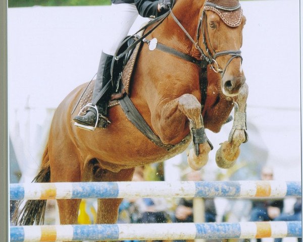 dressage horse Calvero (Zangersheide riding horse, 1996, from Cento)
