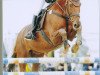 dressage horse Calvero (Zangersheide riding horse, 1996, from Cento)