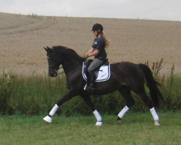 broodmare Day Dream E (Oldenburg, 2001, from De Niro)