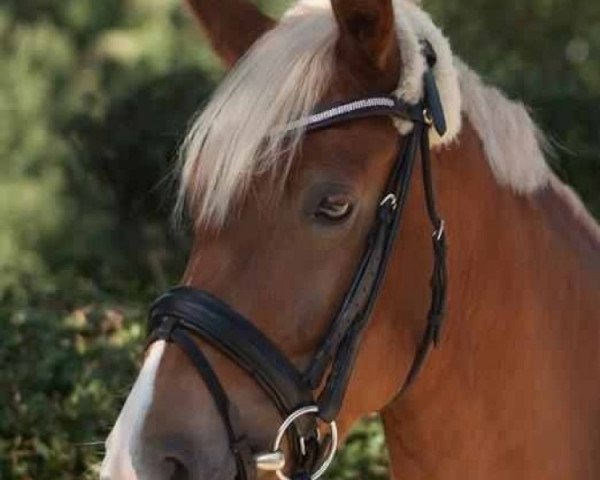 horse Belle Fleur (German Riding Pony, 2008)