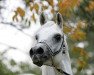 stallion Kamsin Rodan ox (Arabian thoroughbred, 1999, from Ansata Sinan ox)