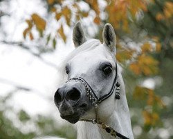 stallion Kamsin Rodan ox (Arabian thoroughbred, 1999, from Ansata Sinan ox)