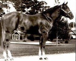 Deckhengst Royal te Too (Quarter Horse, 1979, von Royal Flush Four)