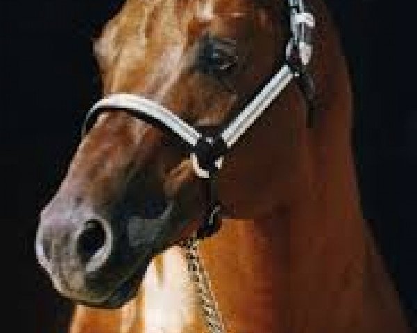stallion Jacs on Top (Quarter Horse, 1992, from Hollywood Jac 86)
