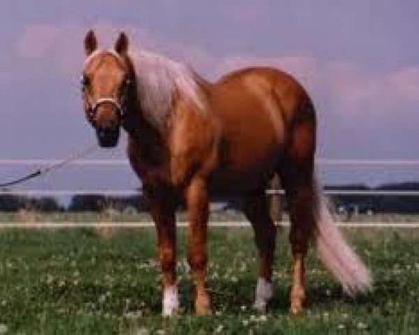 stallion Hollywood Cody Jac (Quarter Horse, 1984, from Hollywood Jac 86)