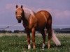 Deckhengst Hollywood Cody Jac (Quarter Horse, 1984, von Hollywood Jac 86)