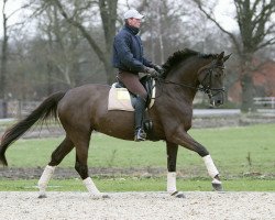 broodmare Rascovia (Oldenburg, 2005, from San Rubin)