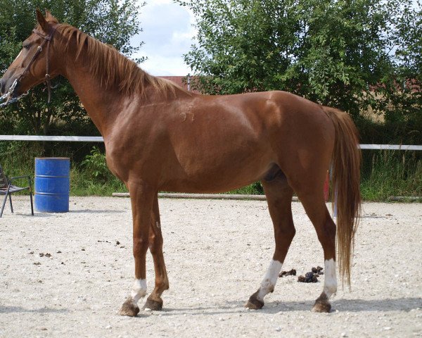 dressage horse Memphis 3 (Furioso, 2006)