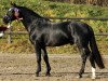 Deckhengst Landvogt (Schweres Warmblut, 2009, von Lotus)