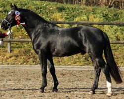 stallion Landvogt (Heavy Warmblood, 2009, from Lotus)