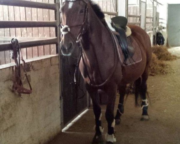 horse Cartier 57 (KWPN (Royal Dutch Sporthorse), 1991, from Cavalier)