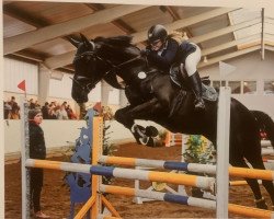 jumper Qualibro 2 (German Sport Horse, 2011, from Quiz)