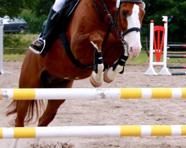 dressage horse Sioux (Oldenburg, 1994, from Sion)