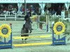 jumper Chic Hin D Hyrencourt (Belgian Warmblood, 2008, from Taran de La Pomme)