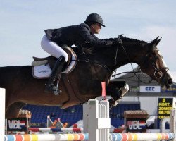 jumper Cappuccino (KWPN (Royal Dutch Sporthorse), 2007, from Indoctro)