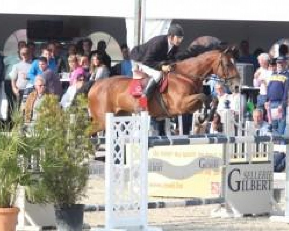 Springpferd Gursa van den Dael (Belgisches Warmblut, 2006, von Chacco-Blue)