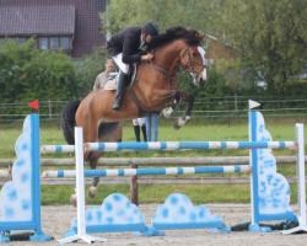 horse Grimousin van den Dael (Belgian Warmblood, 2006, from Eros Platiere)