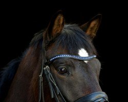 dressage horse Otto (Trakehner, 2015, from Zauberlord)