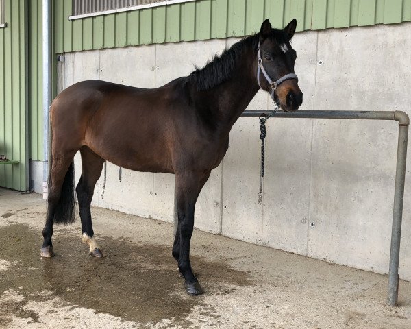 dressage horse Otto (Trakehner, 2015, from Zauberlord)