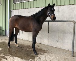 dressage horse Otto (Trakehner, 2015, from Zauberlord)