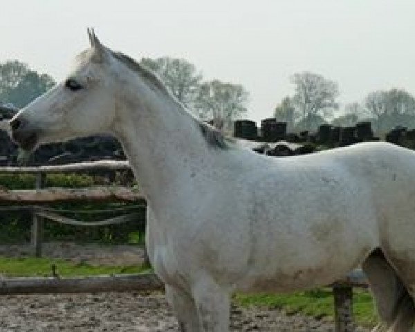 horse Rahmina (Shagya Arabian, 1997, from Ramiro)
