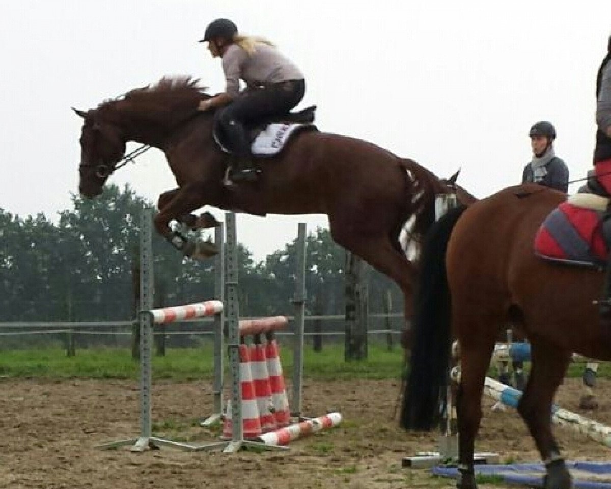 Springpferd Cassius Clay 30 (Hannoveraner, 2010, von Chivas)