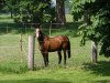 broodmare Dolli (German Riding Pony, 1984, from Faruk)