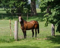 broodmare Dolli (German Riding Pony, 1984, from Faruk)