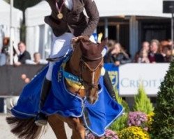 jumper Coursy (KWPN (Royal Dutch Sporthorse), 2007, from Carthino Z)