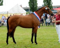 broodmare Cascada I (Holsteiner, 2010, from Casall)