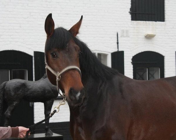 stallion Grandino Csg (Royal Warmblood Studbook of the Netherlands (KWPN), 2008, from Graf Grannus)