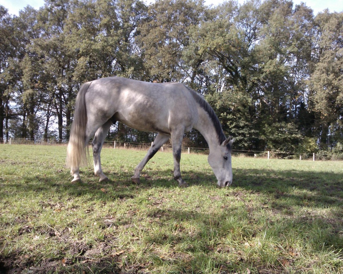 jumper Vollbeat (Hanoverian, 2007, from Uccello)