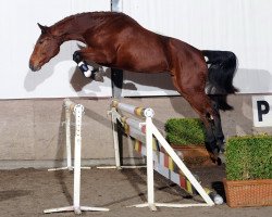 broodmare Hickstead van Overis (Belgian Warmblood, 2007, from Darco)