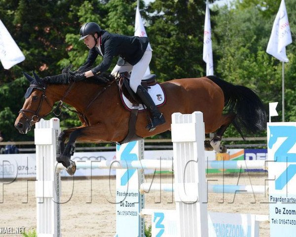 jumper Henna de Beauvois (Belgian Warmblood, 2007, from Toulon)