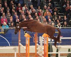 stallion Quidaro (Holsteiner, 2007, from Quidam de Revel)