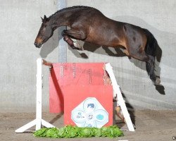 Springpferd Vichy Dh Z (Zangersheide Reitpferd, 2007, von Va-Vite)