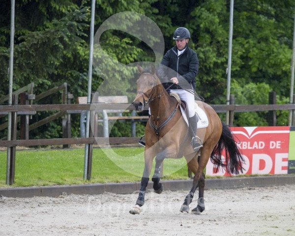 horse Derbyland (KWPN (Royal Dutch Sporthorse), 2008, from Corland)