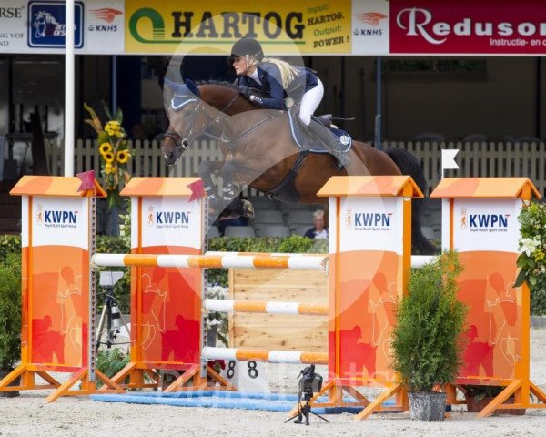 jumper Diane H (KWPN (Royal Dutch Sporthorse), 2008, from VDL Cardento 933)