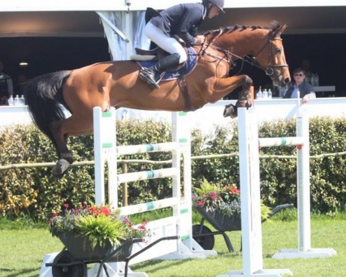 Zuchtstute Gigi van het Daalhof (Belgisches Warmblut, 2006, von Kashmir van't Schuttershof)