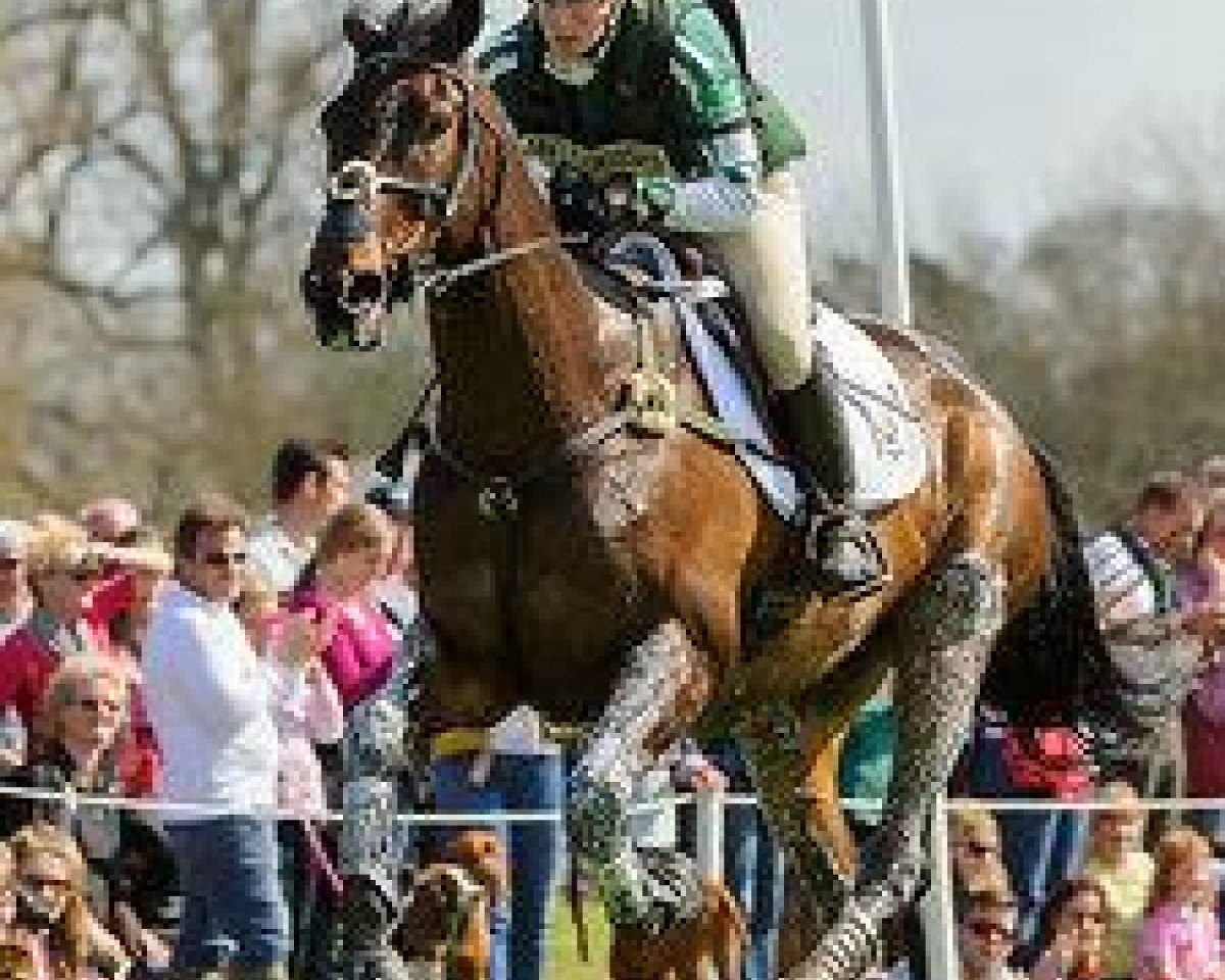 horse Trig Point (Irish Sport Horse, 2002, from Ghareeb xx)