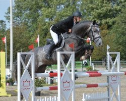 jumper Cayman (Danish Warmblood, 2008, from Casir Ask)