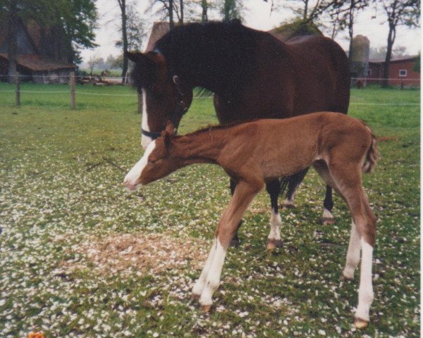 Pferd Priscilla (Deutsches Reitpony, 2001, von Principal Boy)