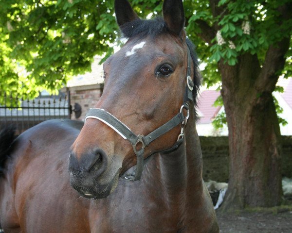 Zuchtstute Lucca (Hessisches Warmblut, 1992, von Luxus)