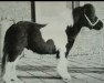 Deckhengst Oran van de Tip (Shetland Pony, 1978, von No Thank You van de Vennen)