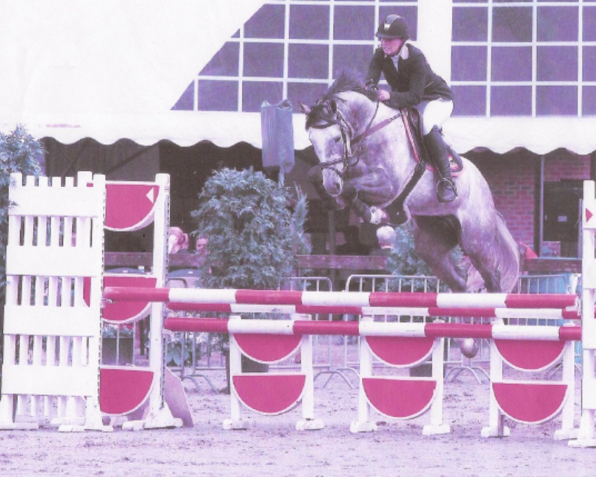 jumper Dolman (KWPN (Royal Dutch Sporthorse), 2008, from Colman)