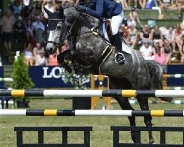 jumper Calvade vd Pikkerie Z (Zangersheide riding horse, 2008, from Calvados)